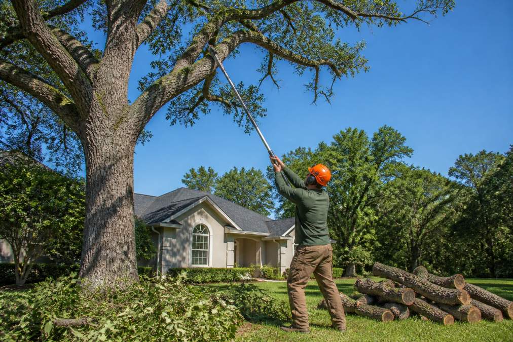 A professional arborist in safety gear using a pole saw to prune a large oak tree in a residential yard, with cut branches stacked neatly on the grass and a house visible in the background under a clear blue sky