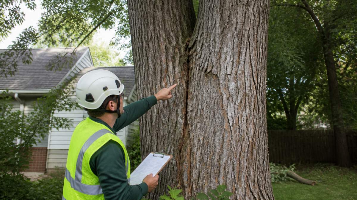 A certified arborist in safety gear inspecting a large cottonwood tree near a home, pointing at a visible crack in a codominant trunk while holding a clipboard