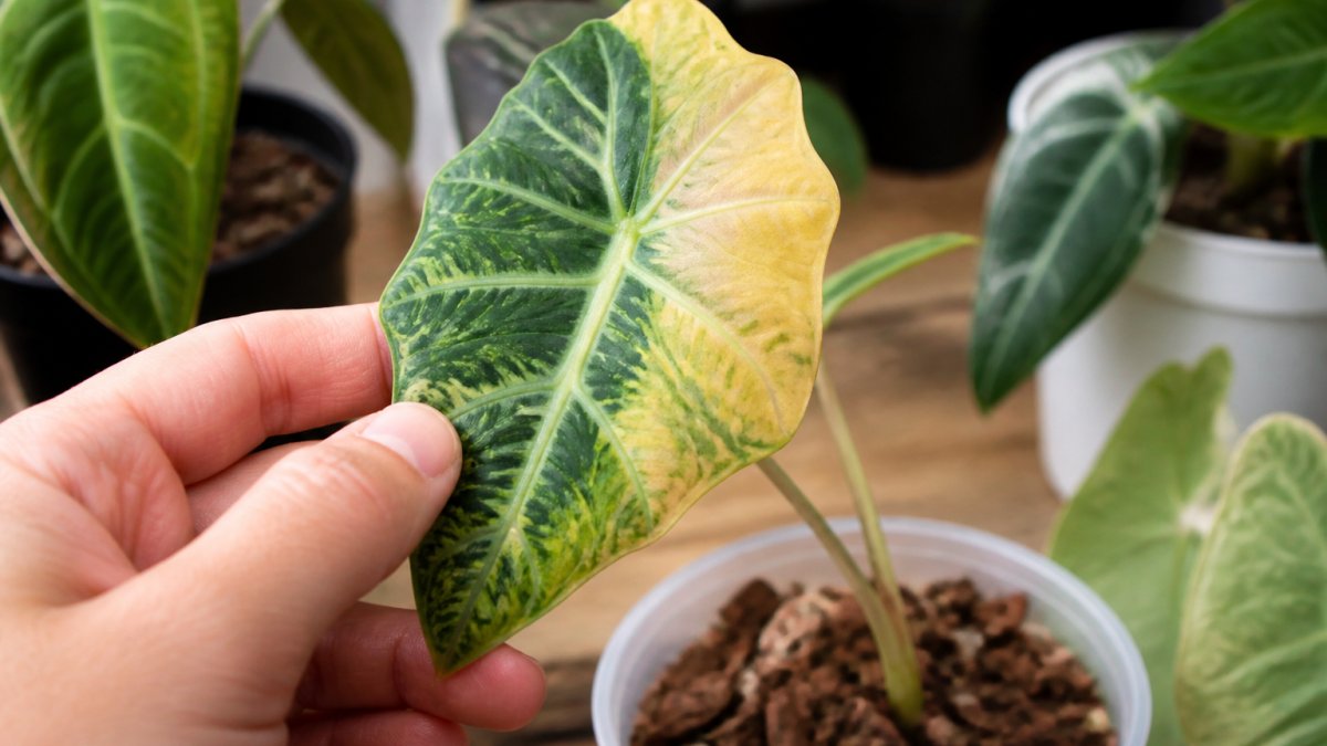 Preventing Variegation Loss in Alocasia: 2026 Guide