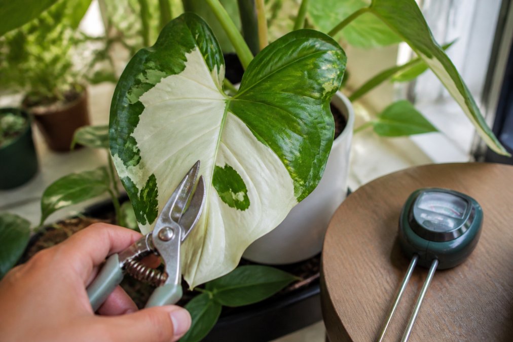 Close-up of a variegated Alocasia leaf showing white and green sectors, a hand holding small pruning shears, and a moisture meter resting on a nearby table in bright indoor light