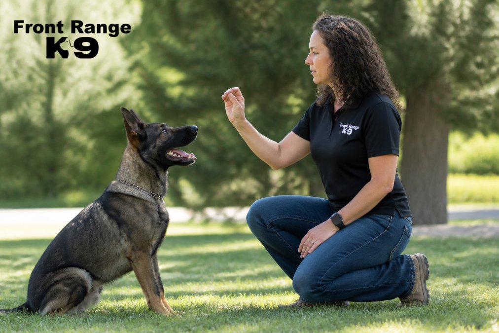 Private Dog Training Session Cost: What You'll Pay