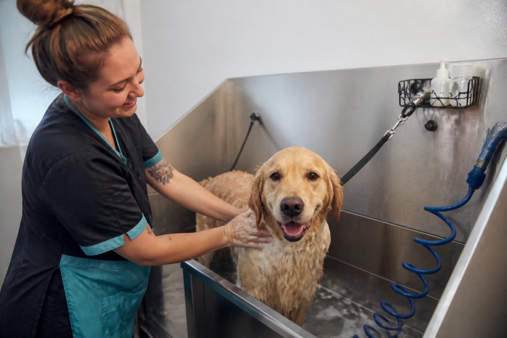 Professional groomer gently bathing a dog in a clean grooming tub with warm water and quality shampoo, showing calm handling and welcoming environment with soft natural lighting
