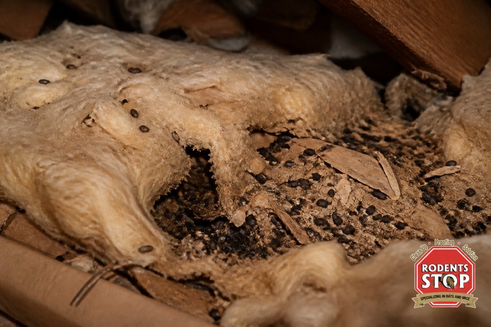 Close-up of contaminated attic insulation showing visible rodent droppings, chewed material, and nesting debris embedded in damaged fiberglass batts under dim attic lighting