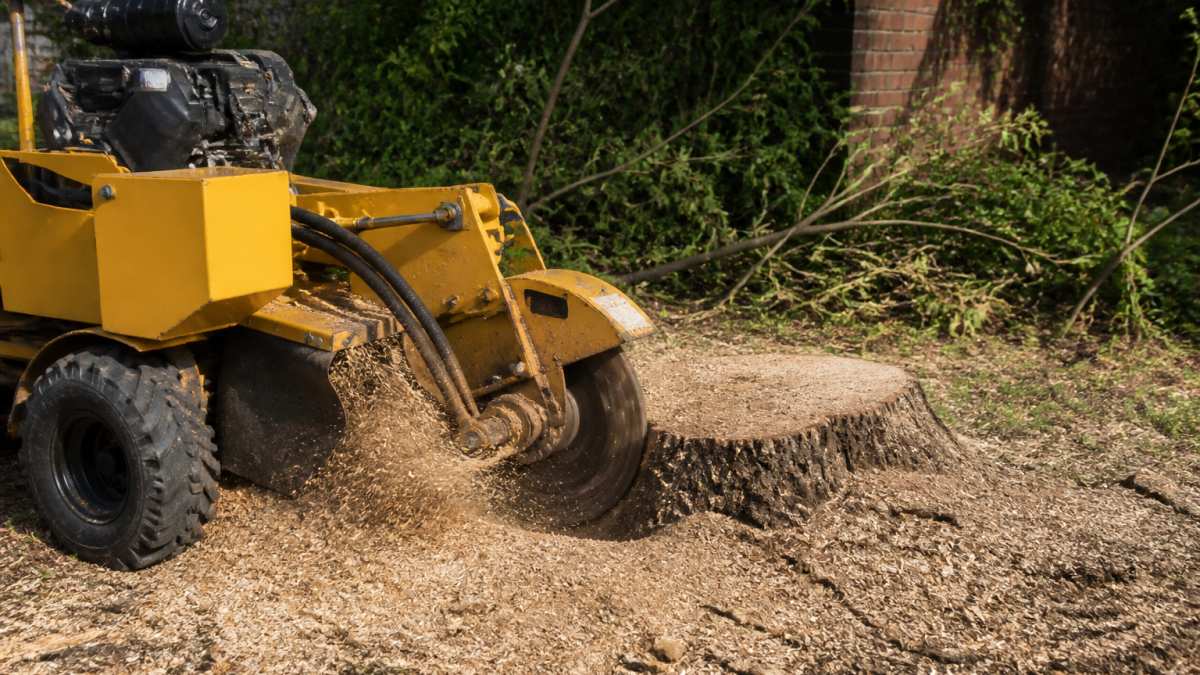 Professional Stump Grinding Services: A Complete Guide