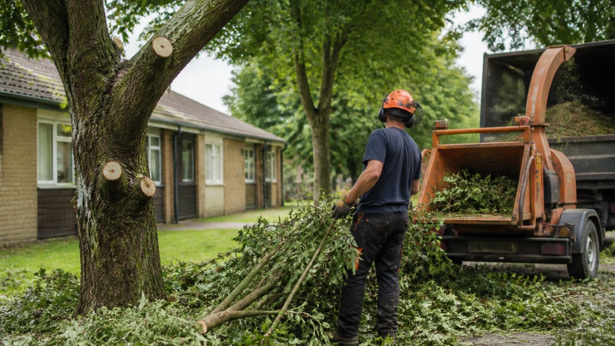 Professional Tree Care for Property Managers