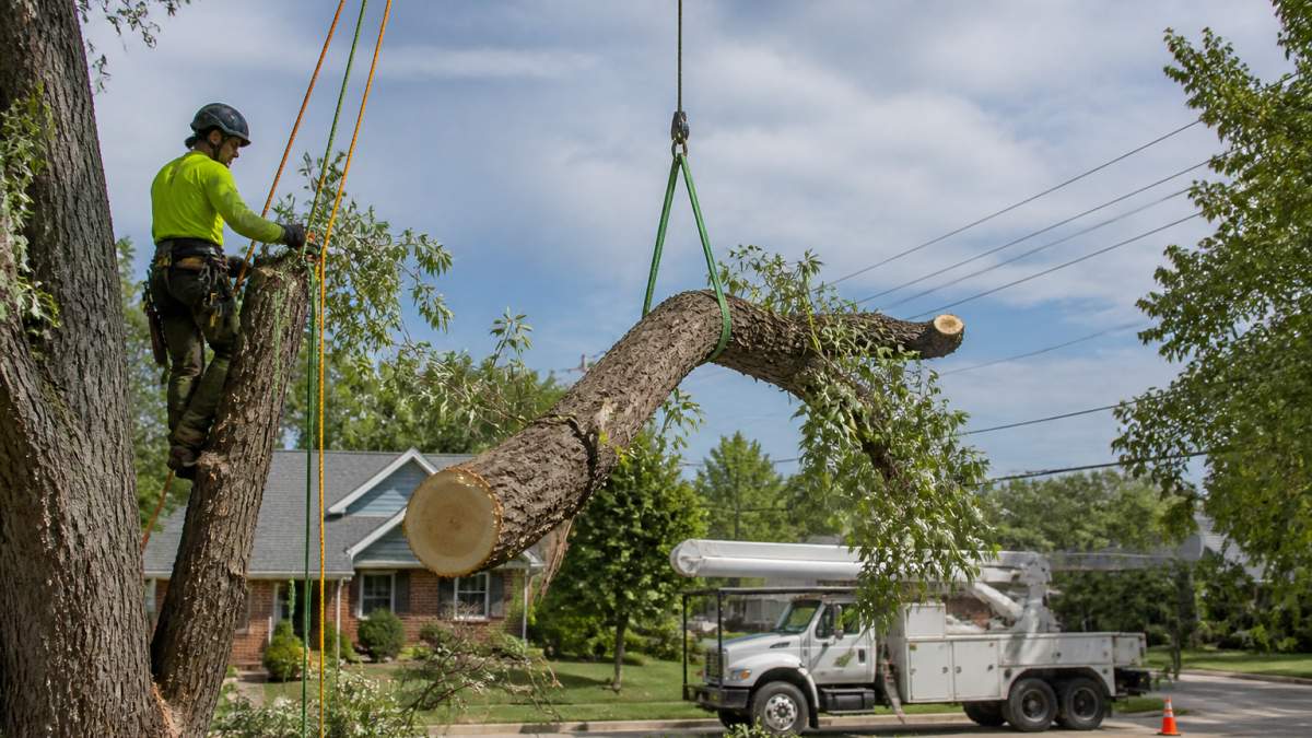 A certified arborist in full safety gear using rigging ropes to lower a large cut tree branch away from overhead power lines, with a utility truck parked on a residential street in the background
