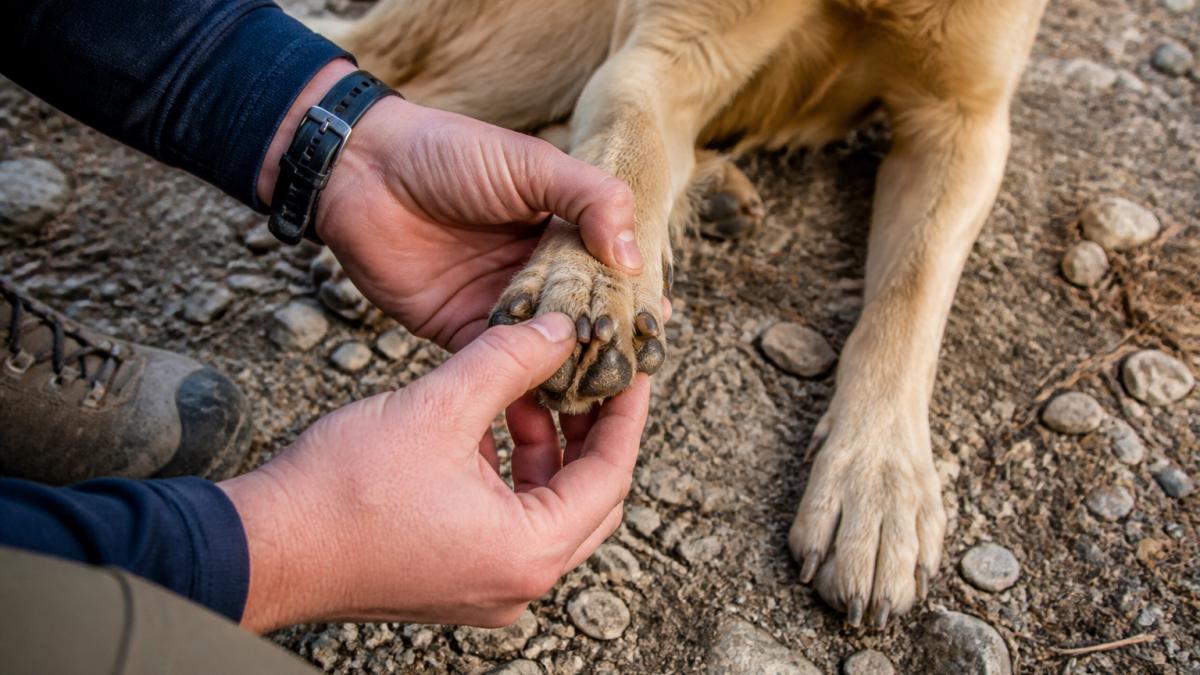Hiker inspecting a dog's paw pad for debris and cuts on a rocky trail