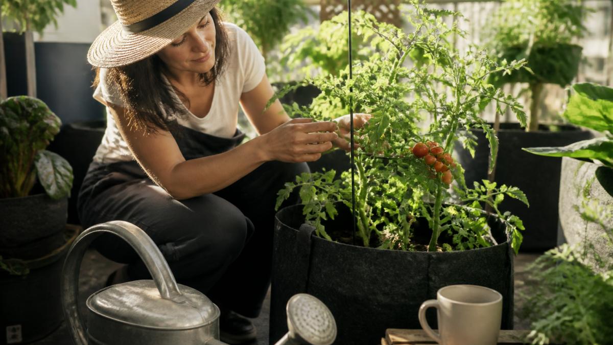 Protect Plants From Southern Heat: A How-To Guide
