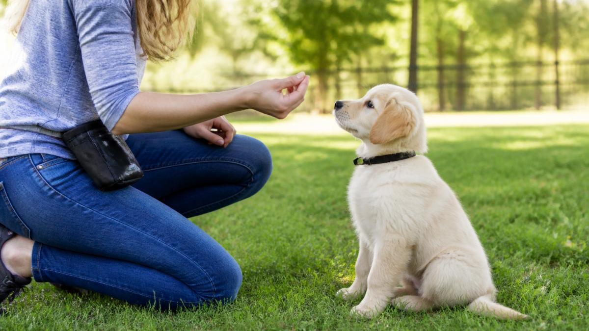 Young puppy sitting attentively on grass while owner holds a training treat, demonstrating focus and positive engagement during an early training session