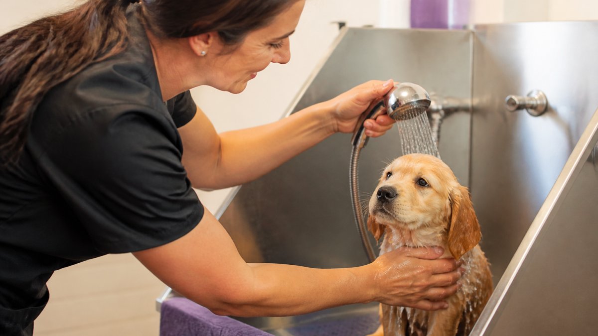 Professional groomer gently bathing a small golden puppy in a calm grooming station with soft warm lighting, the groomer's hands supporting the puppy with a reassuring touch, warm water flowing gently