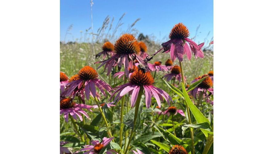 A vibrant Driftless Area prairie garden in midsummer, with purple coneflowers, black-eyed susans, and little bluestem grasses swaying in the breeze under a clear blue sky