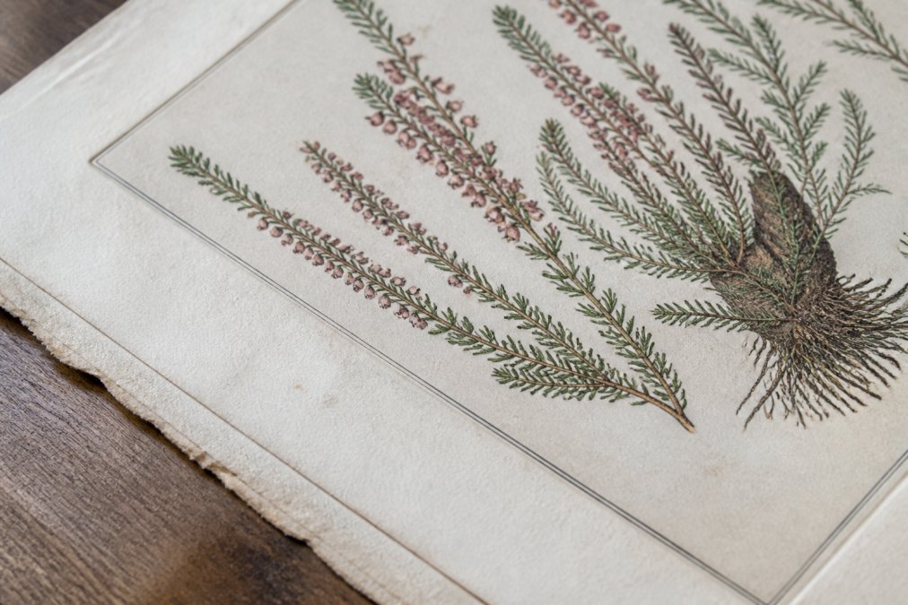 Close-up of an original 18th century botanical copperplate engraving showing fine detail of hand-coloured heath plant illustration with visible plate mark, delicate line work, and aged laid paper texture under soft natural light