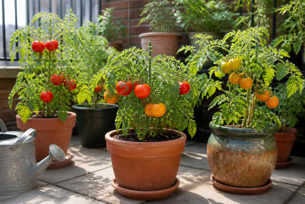 Vibrant heirloom tomato plants in various terra cotta and ceramic pots on a sunny patio, showing determinate varieties at different growth stages with ripe orange and red fruits visible