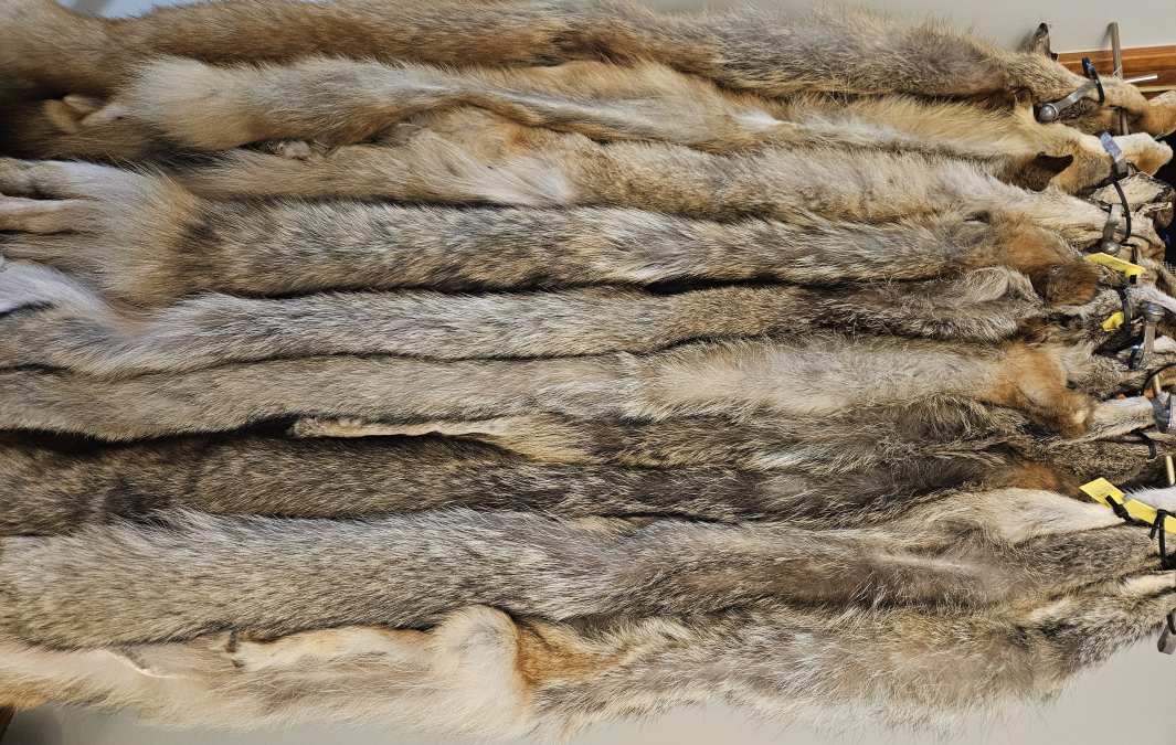 Raw Fur Pelts for Taxidermy: A 2026 Buyer's Guide