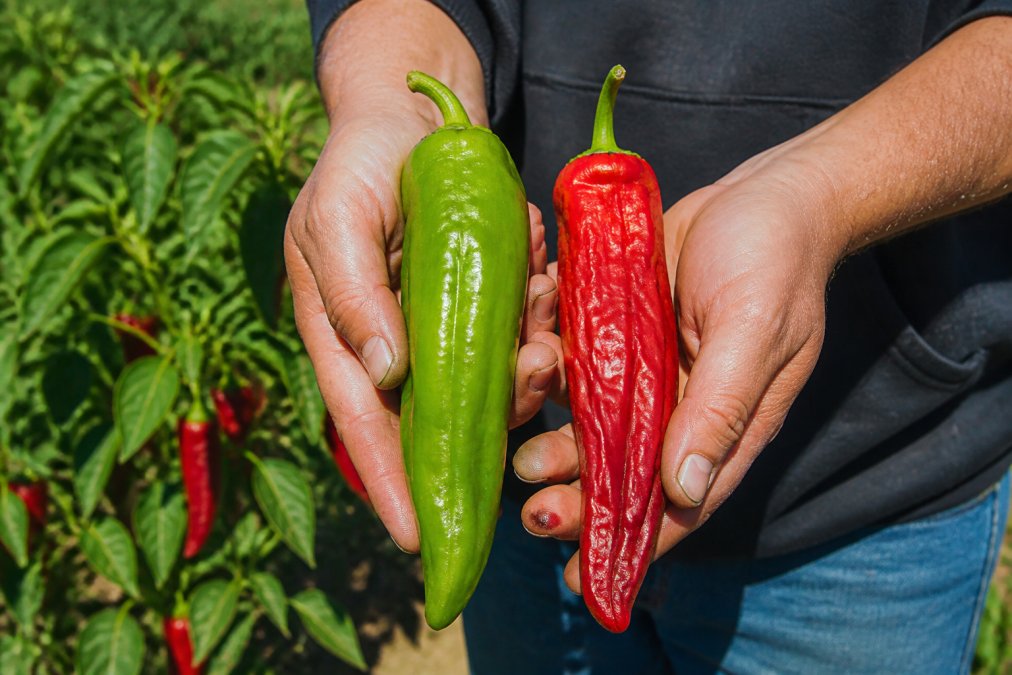 Hands holding a fresh green chile and a mature red chile in a field, showing the red vs green chile ripening process.
