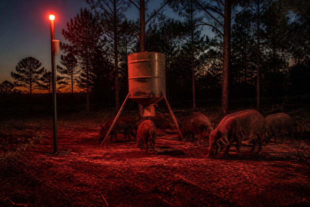Motion-activated feeder light illuminating hogs in red for hog hunting at dusk near a corn feeder
