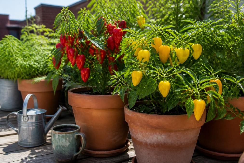 Vibrant red and yellow heirloom pepper plants thriving in terracotta pots on a sunny patio, showing mature fruit ready for harvest