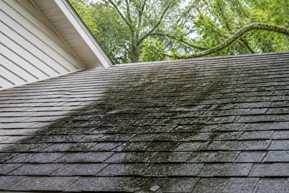 Close-up of asphalt shingles with visible black streaks and algae discoloration in a shaded area near tree branches and moss growth
