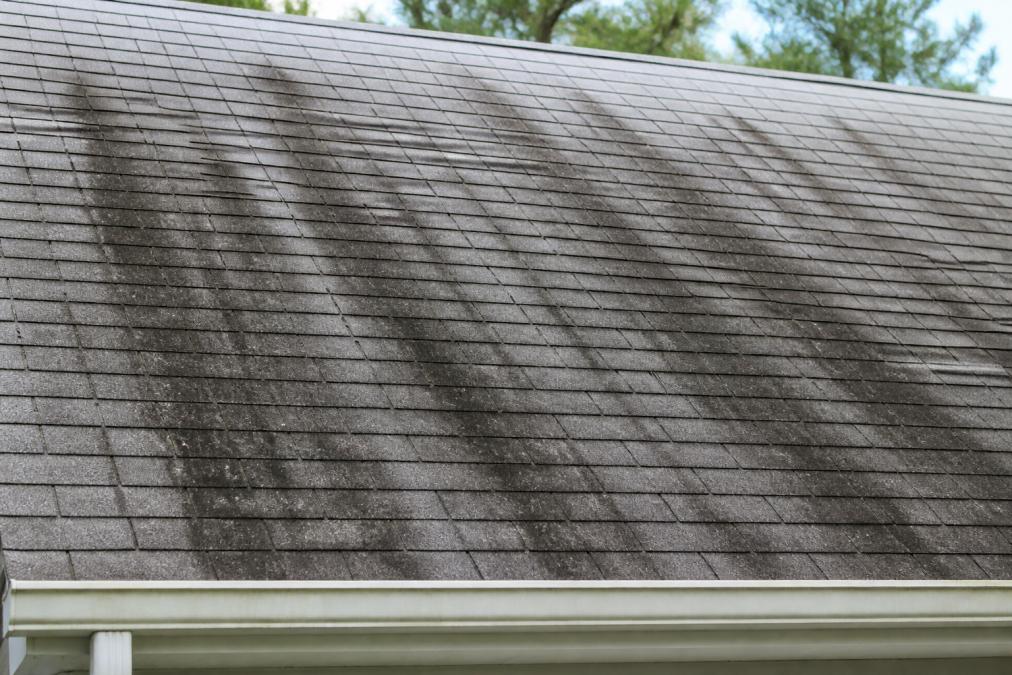 Close-up of dark black-green algae streaks running down gray asphalt shingles on a residential roof, showing visible organic staining and discoloration against sun-bleached shingle surfaces