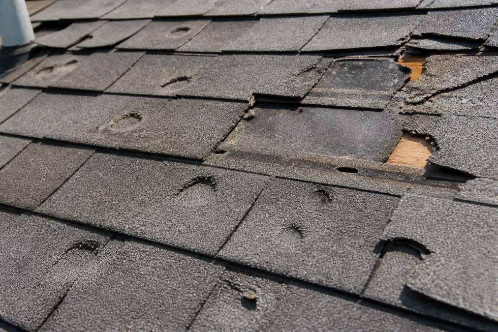 Close-up of residential roof shingles showing hail damage with dents and missing pieces, curled edges, and exposed underlayment in afternoon sunlight