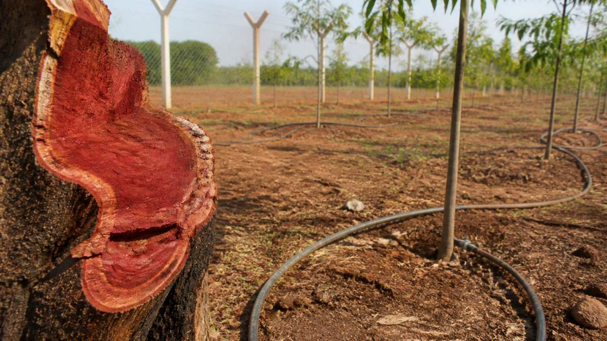 Red sandalwood tree trunk in a secure farm, representing long-term asset growth when repatriating capital.