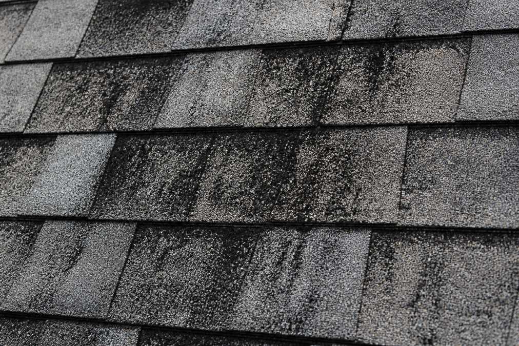 Close-up of asphalt roof shingles with visible dark algae streaks and black gloeocapsa magma staining, showing texture detail before cleaning treatment