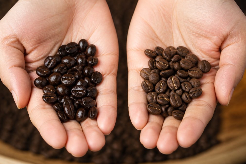 Close-up of hands holding fresh dark roasted coffee beans next to older stale beans, showing visible color difference and oil migration patterns on the surface under natural lighting