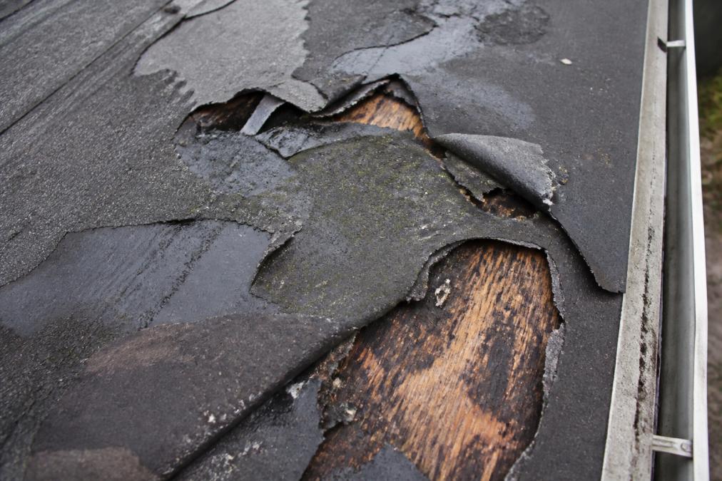 Close-up of deteriorated roof underlayment showing torn sections, water staining, and separation from roof deck with visible mold growth