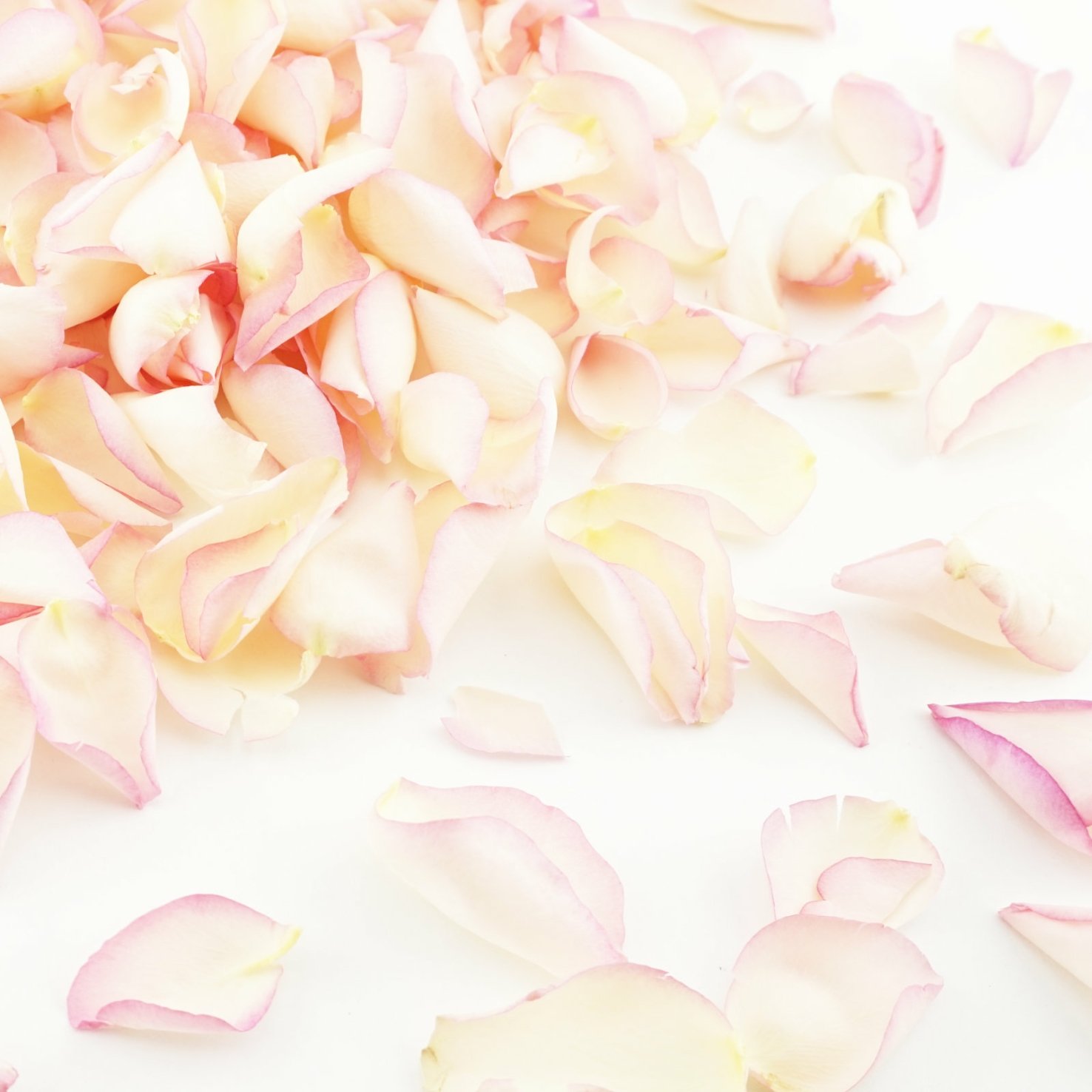 Rose Petals Wedding Confetti Blushing Bride