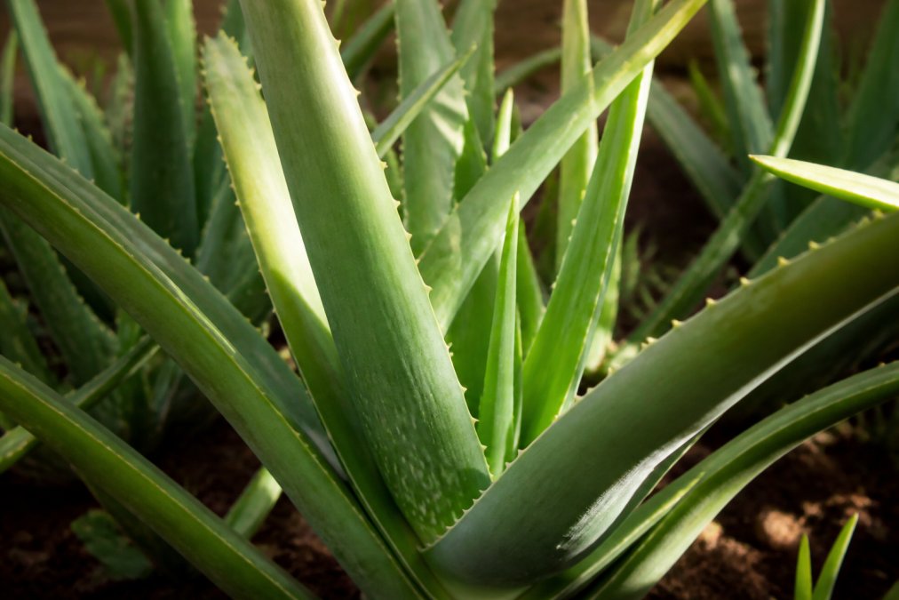 Tæt billede af autentisk Aloe Barbadensis Miller-plante med tykke, kødfyldte grønne blade arrangeret i rosetmønster, der viser karakteristiske spidse bladtips og vokslignende overflade tekstur under naturligt sollys