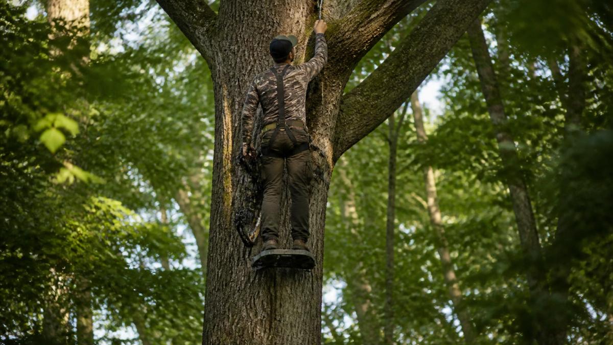 Hunter positioned in a saddle 20 feet up an oak tree with a platform and bow attached for a secure setup.