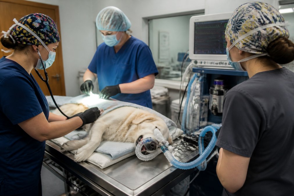 Visual roadmap for surgical and monitoring and veterinary concepts for safe anesthesia for senior pets