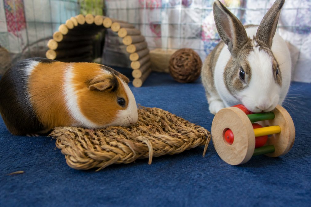 Professional illustration showing Close for safe enrichment toys for small pets