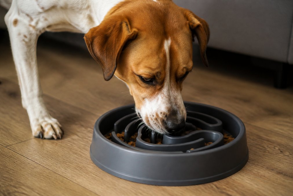 Close-up of a dog eating from a slow-feeder bowl with maze-like interior design, showing the dog's focused eating posture and concentrated expression