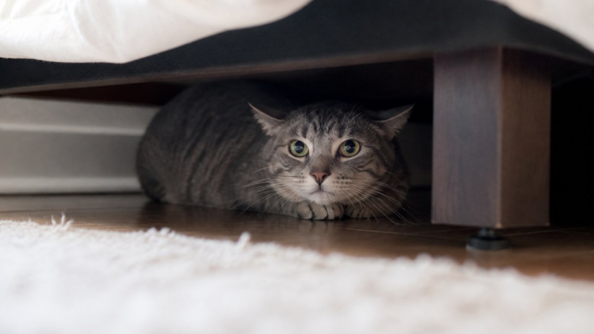 A nervous gray tabby cat hiding under a bed with ears back, showing visible stress behavior in a home environment with soft natural lighting