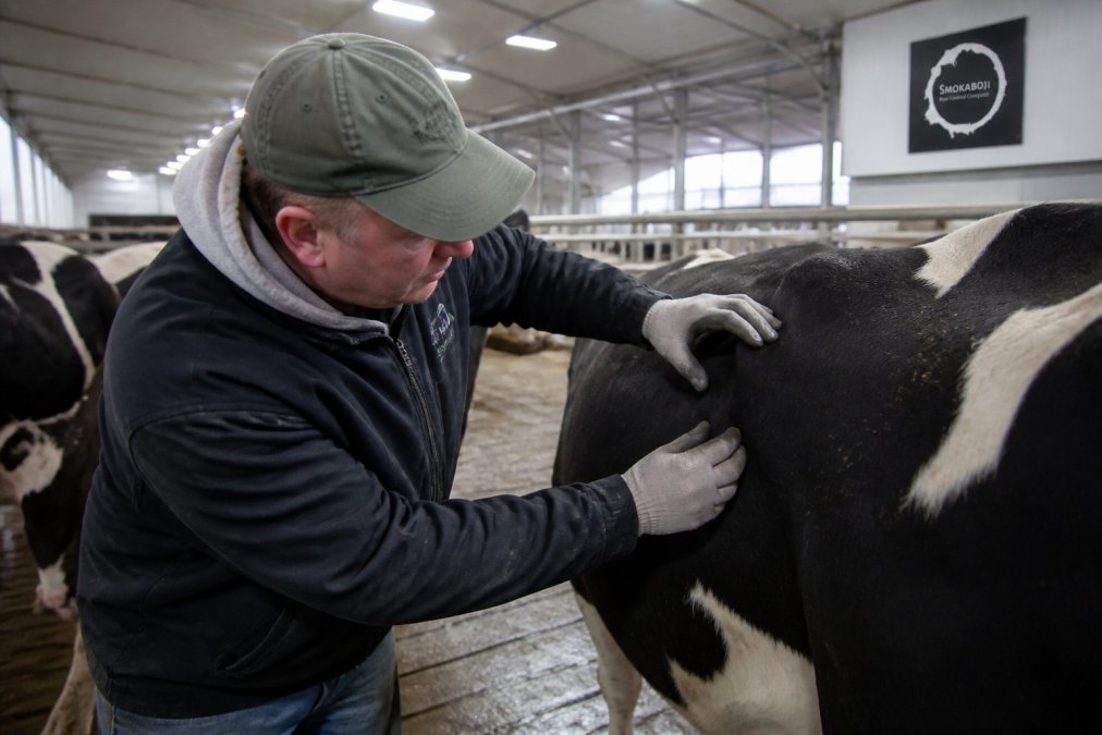 Dairy farmer inspecting cattle in modern barn interior with overhead lighting, checking for visible pest activity on animal coat