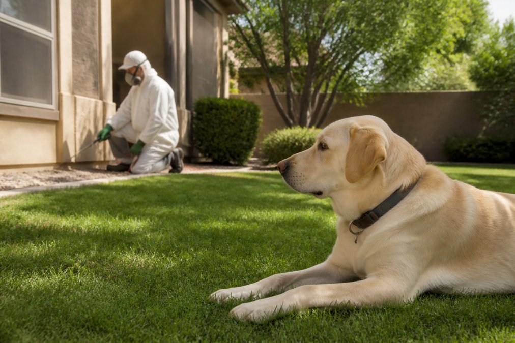 A dog waits in a sunny backyard as a technician performs safe pest control around the home perimeter.