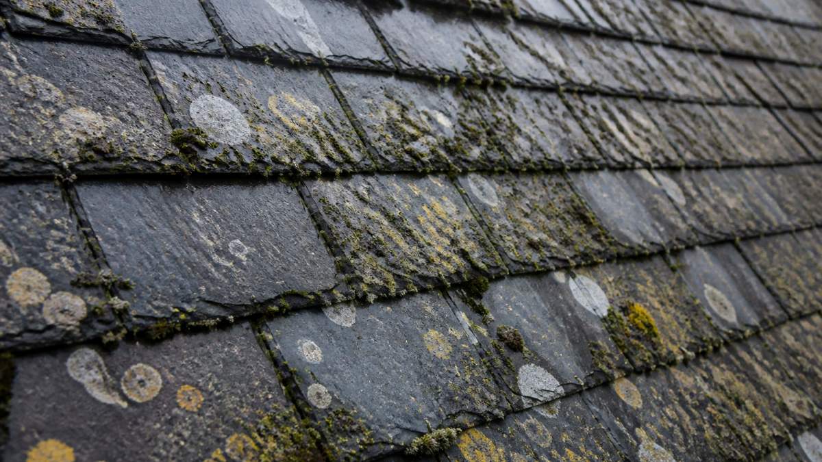 Close-up of slate roof tiles showing moss and lichen growth with visible weathering, natural outdoor lighting