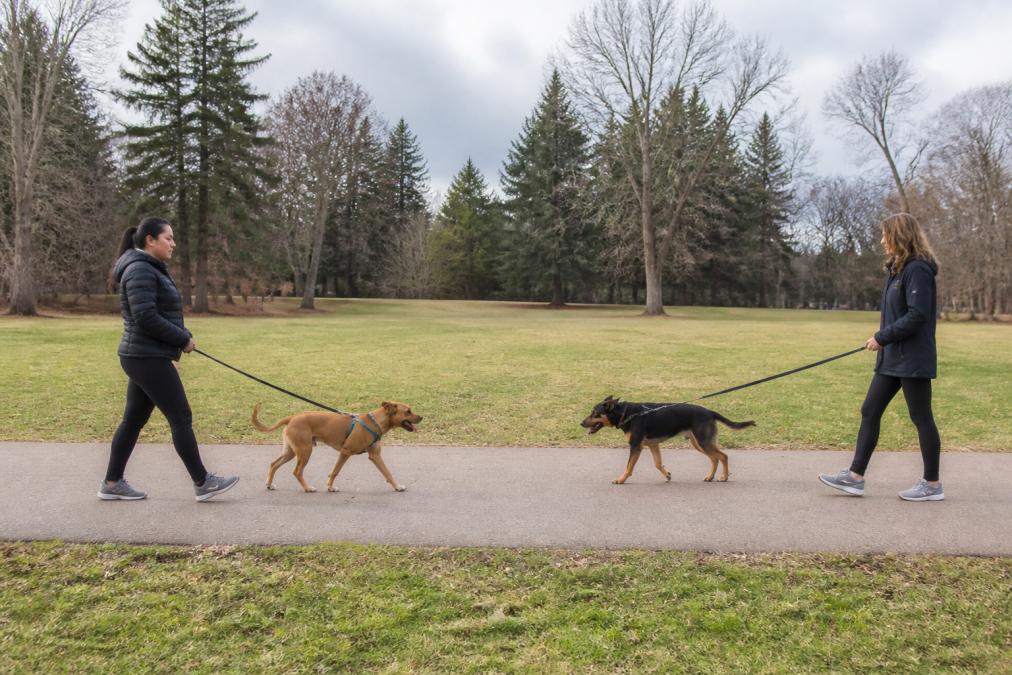 Two handlers practicing safe socialization for rescue dogs by walking them on parallel paths in a park.