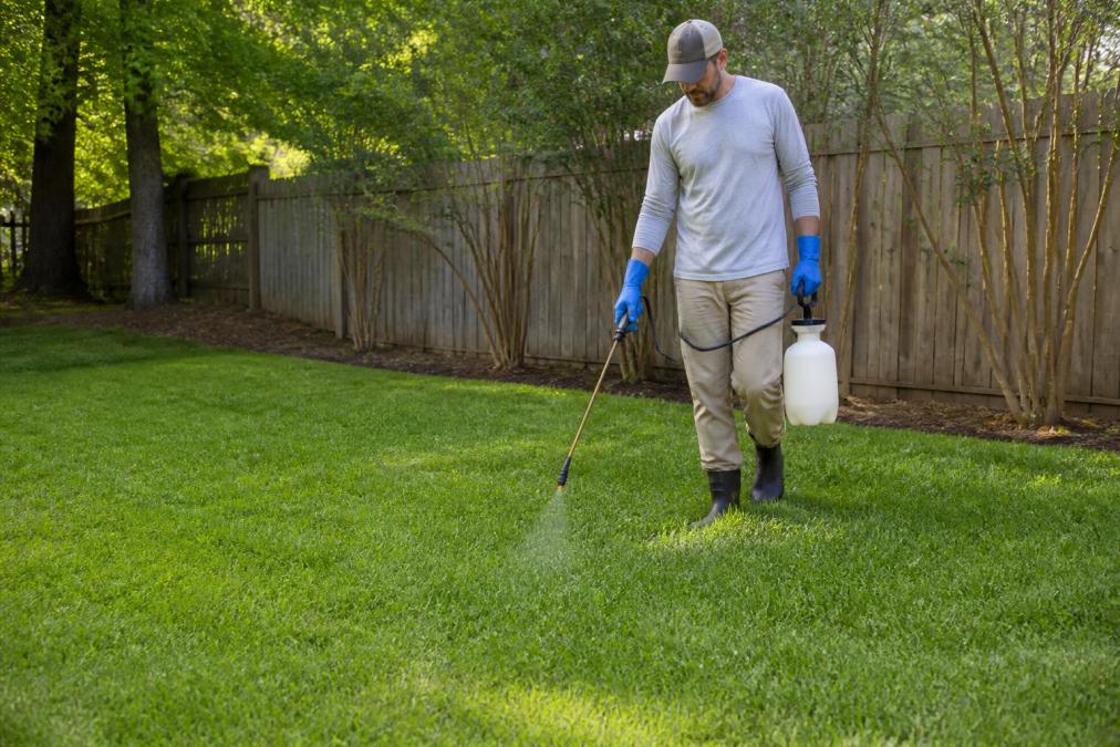 A residential yard with well-maintained short grass, cleared brush along the perimeter fence, and a homeowner in protective gloves applying yard treatment spray to the ground with a handheld sprayer in afternoon sunlight