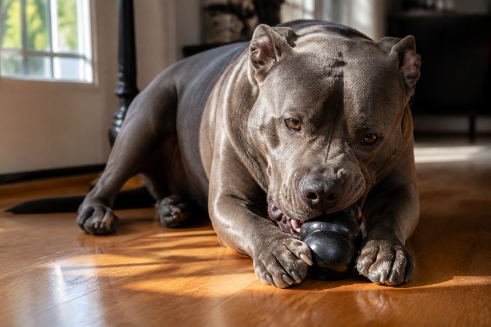 A large muscular dog lying on a hardwood floor, actively gnawing on a black rubber KONG toy with a relaxed but focused expression, warm afternoon light coming through a nearby window