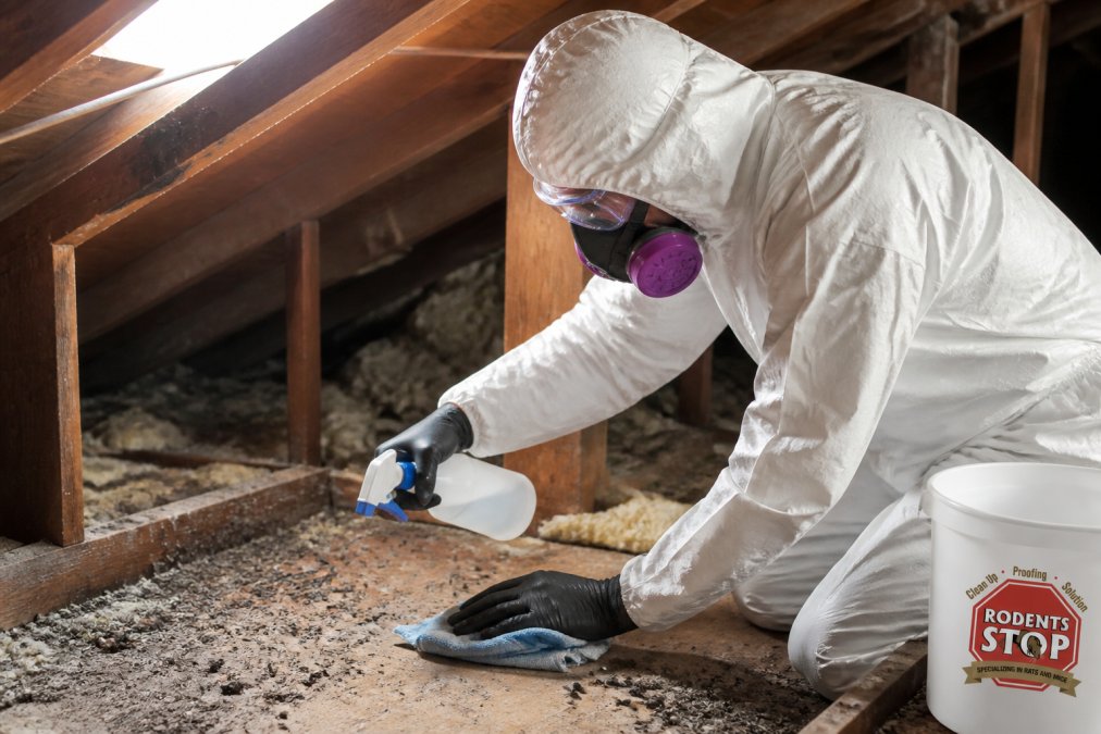Professional wearing full PPE carefully cleaning contaminated attic surfaces with spray bottle and cloth, demonstrating proper technique with natural lighting from above
