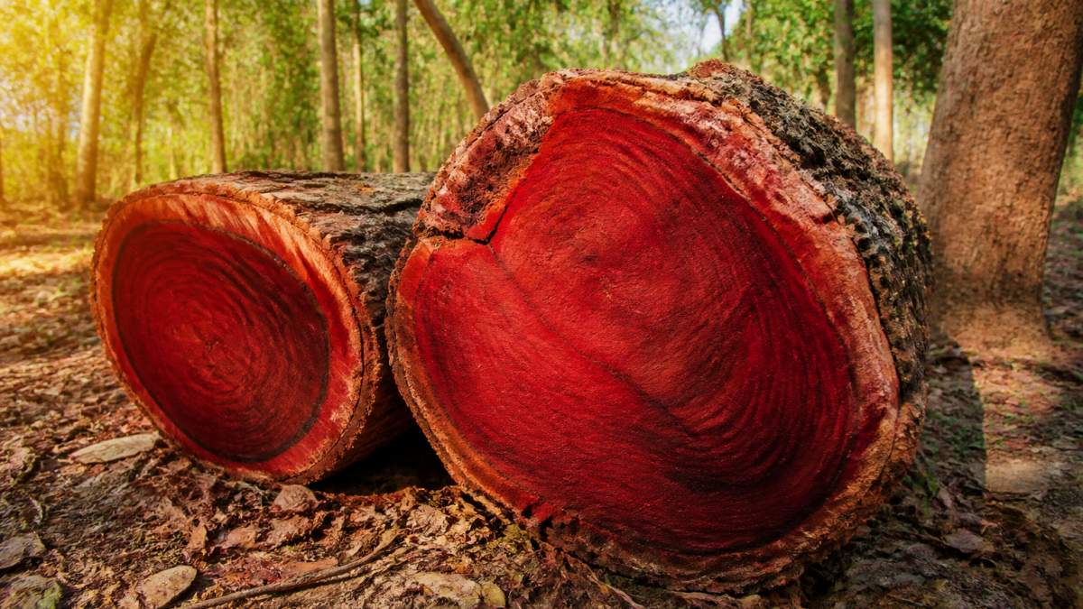 Close-up of mature red sandalwood tree trunks with deep red heartwood visible in a managed plantation, warm sunlight, rich red tones emphasized