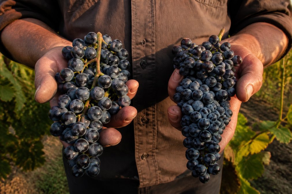 A winemaker's weathered hands holding two distinct grape clusters in golden Tuscan vineyard light, one loose with large thin-skinned berries, the other dense with small thick-skinned berries
