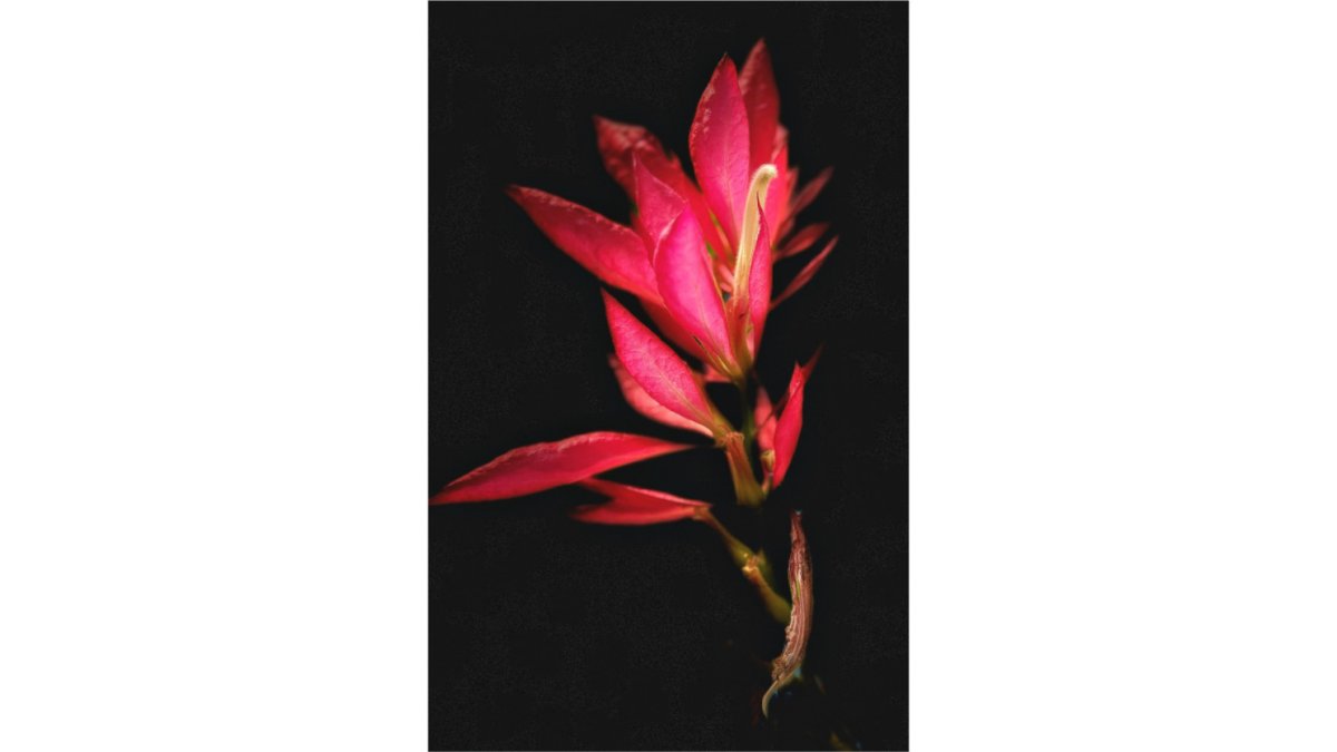 Scarlet Awakening