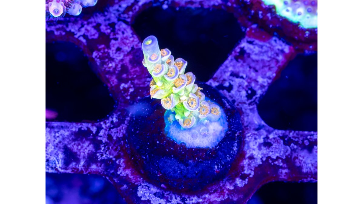 Sexy Corals Orange Passion Acro WYSIWYG