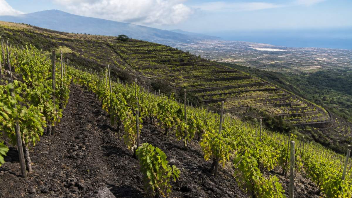 Terraced vineyards on the steep, dark volcanic slopes of Mount Etna overlooking the Mediterranean landscape.