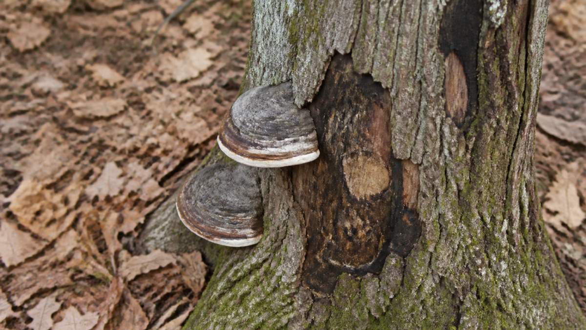Close-up of a tree trunk showing shelf fungus growing from the bark and dark sunken cankers on the surface, with wilted brown leaves scattered on the ground below in soft daylight