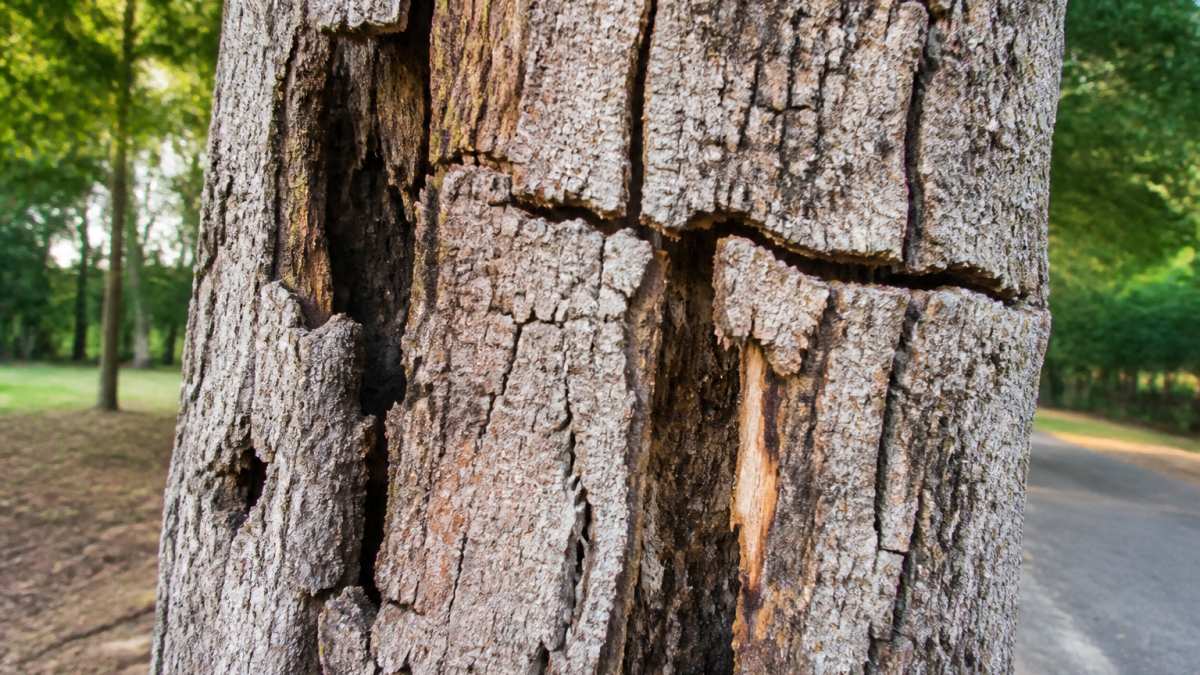 Close-up of tree trunk showing visible vertical and horizontal cracks, splits, and dark decay cavities in natural daylight, with weathered bark texture clearly visible
