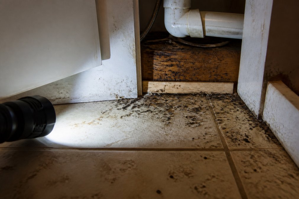 Close-up of kitchen baseboards and under-sink area showing pest droppings and debris scattered in dark corners, illuminated by a flashlight beam